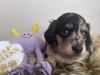 Miniature Dachshund dogs 🖤🍦 STUNNING SILVER DAPPLE & CREAM LONGHAIR 🍦🖤 - Advert 17