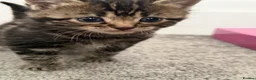 Mixed Breed cats for sale: Beautiful friendly kittens, mixed breed  - Advert 9