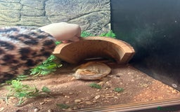 Bearded Dragon reptiles for sale: Bearded dragon with full set up  - Advert 4