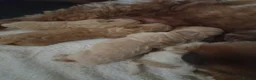 Mixed Breed dogs for sale: Cavapoochons 3 boys 3 girls beautiful colours  - Advert 14