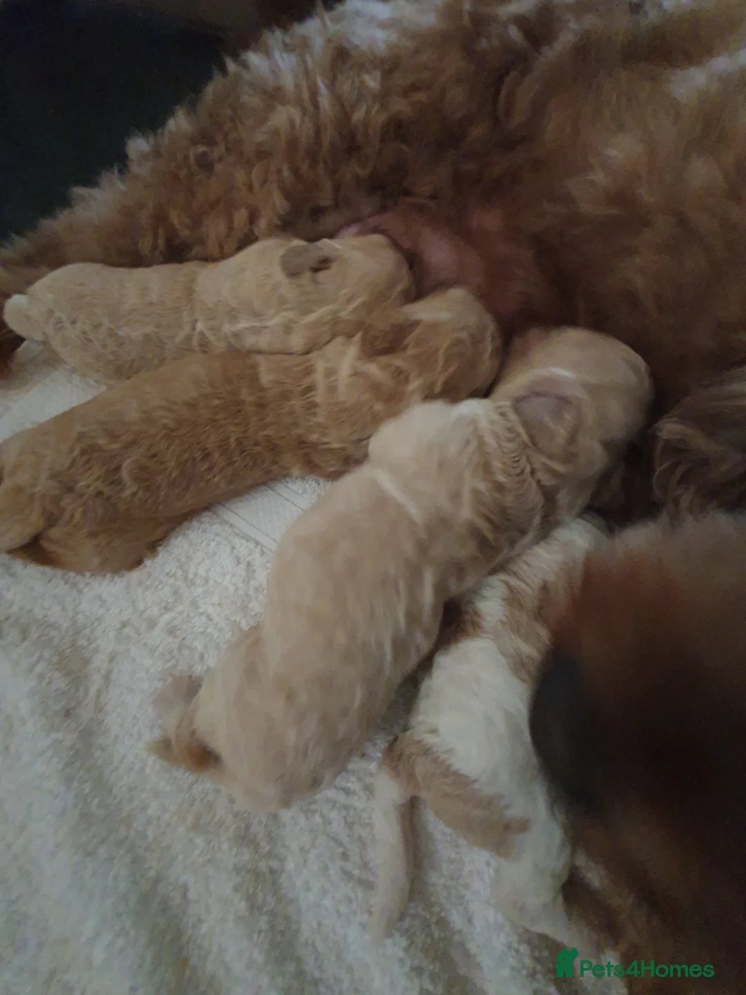 Mixed Breed dogs for sale: Cavapoochons 3 boys 3 girls beautiful colours  - Advert 14