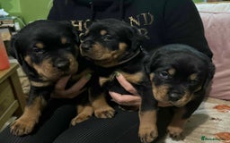 Rottweiler dogs for sale: Beautiful Rottweiler puppies  - Image 4