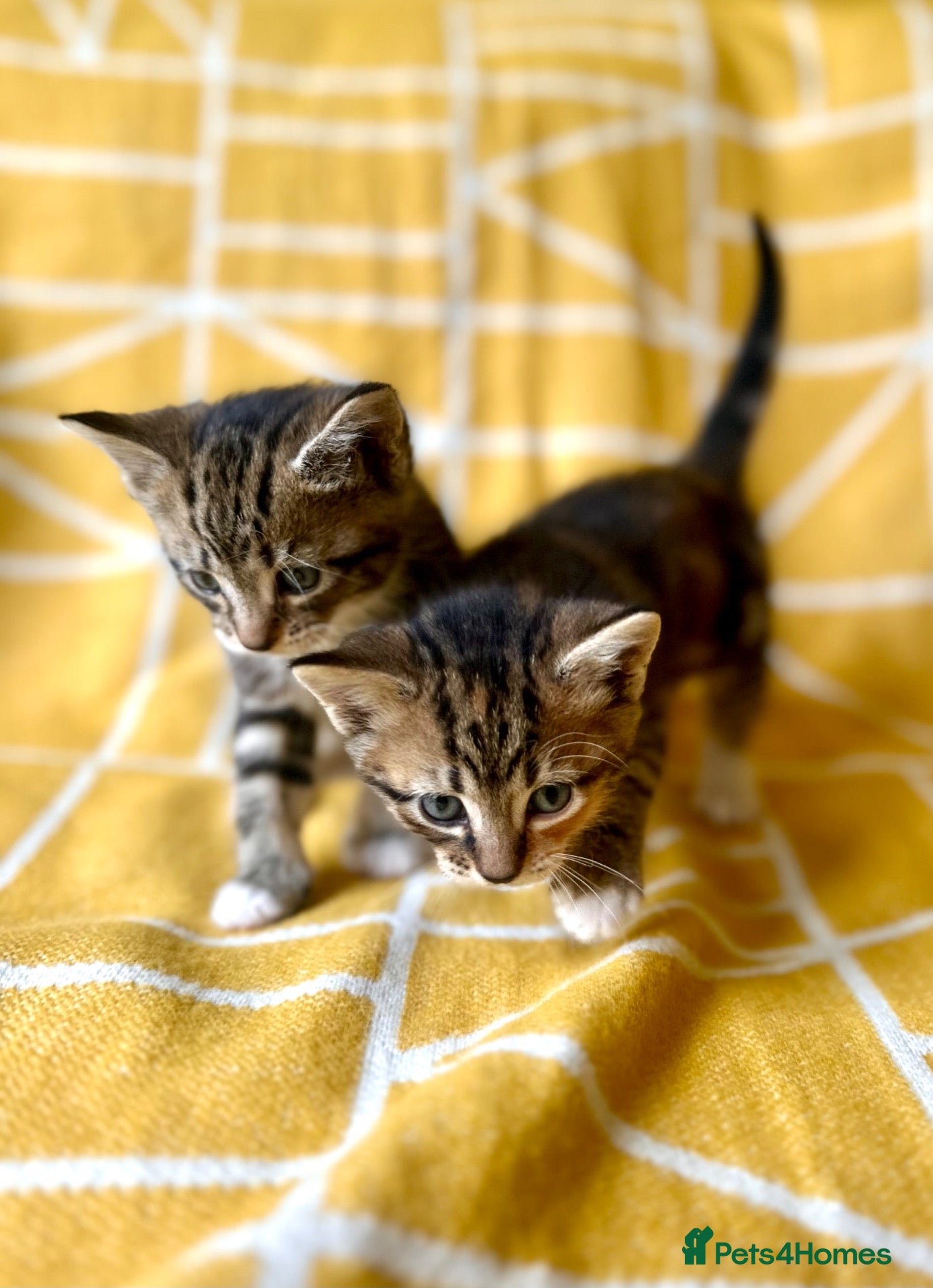 Mixed Breed cats Beautiful, Friendly Mixed Breed Tabby & White - Advert 2