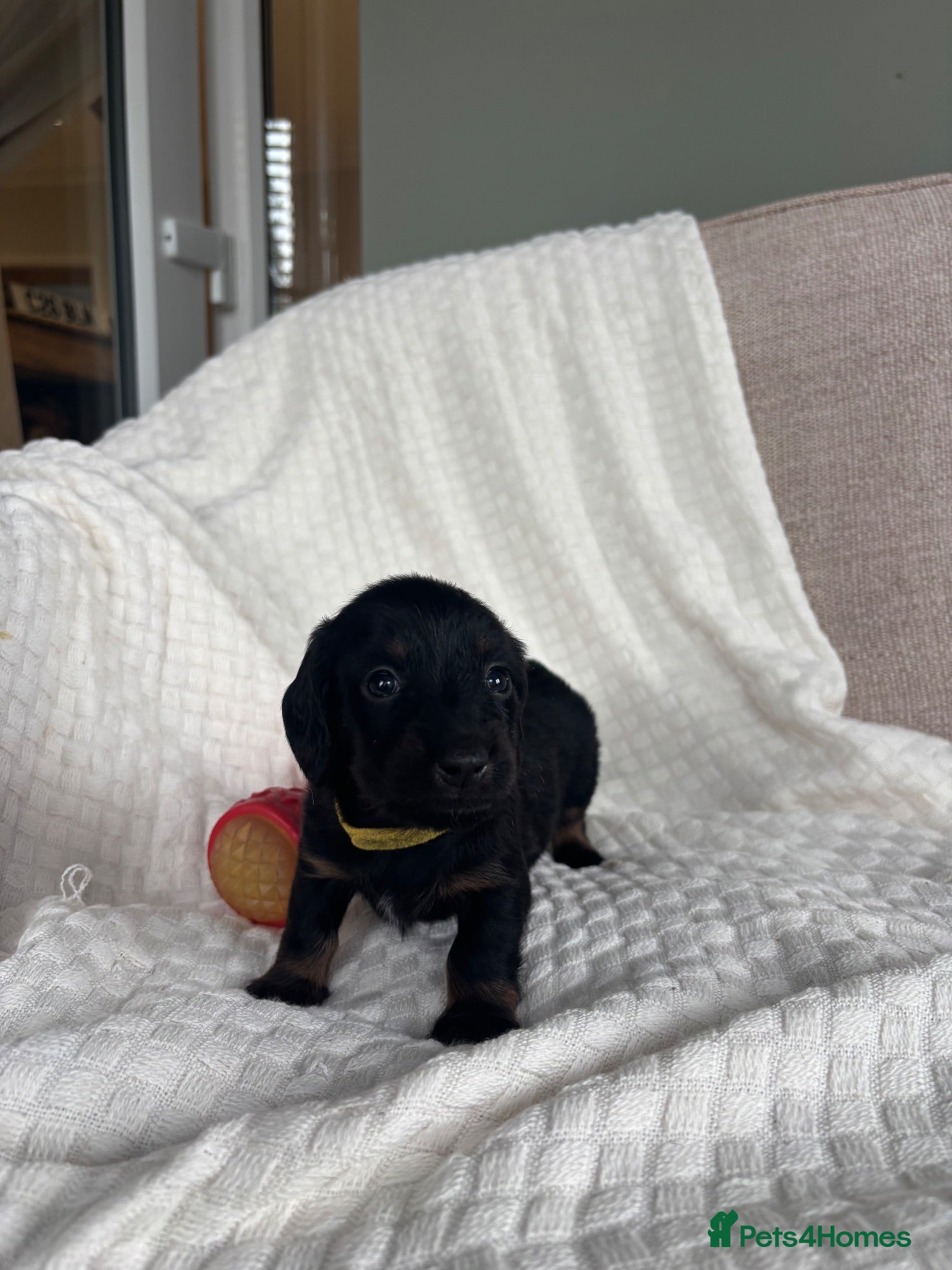 Miniature Dachshund dogs Long hair/short hair miniature dachshund💖 - Advert 2