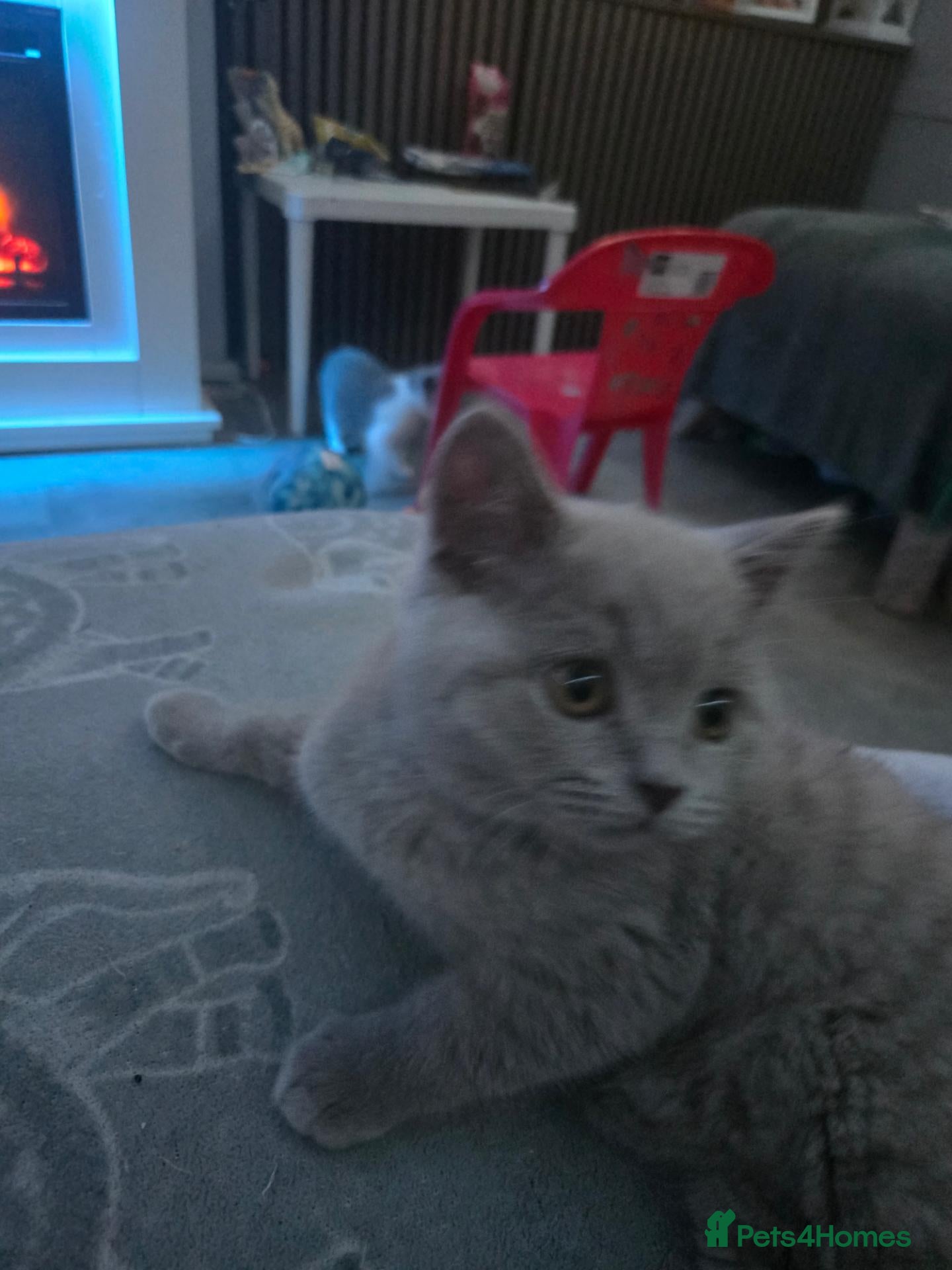 British Shorthair cats for sale: British shorthairs kittens  ready now - Advert 9