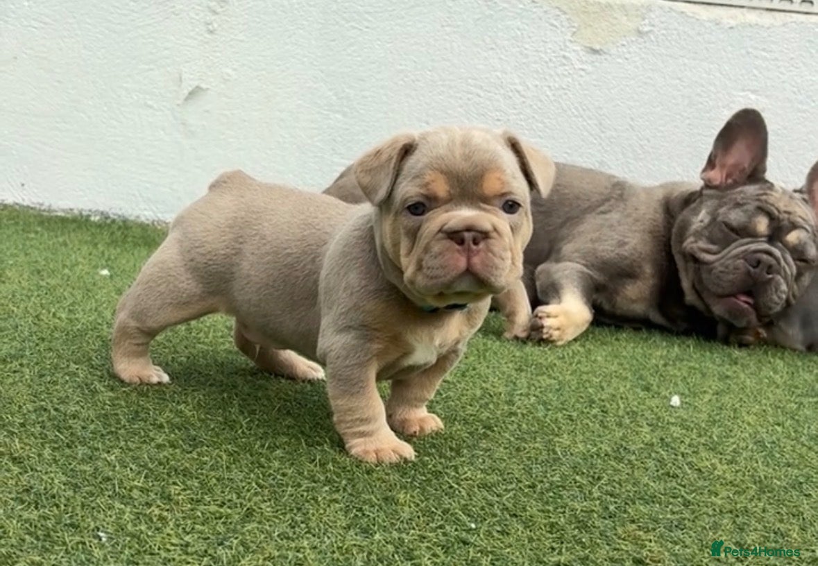 French Bulldog dogs French bulldog puppies  - Advert 5