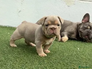 French Bulldog dogs French bulldog puppies - Advert 5