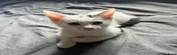 Mixed Breed cats for sale:     ✨ Adorable Kittens – 2 Boys & 1 Girl ✨ in Manchester - Advert 7
