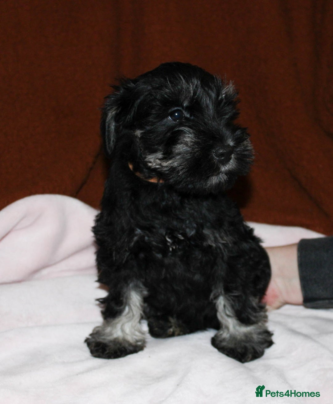 Miniature Schnauzer dogs for sale: Charming Mini Schnauzers with KC registration - Advert 4