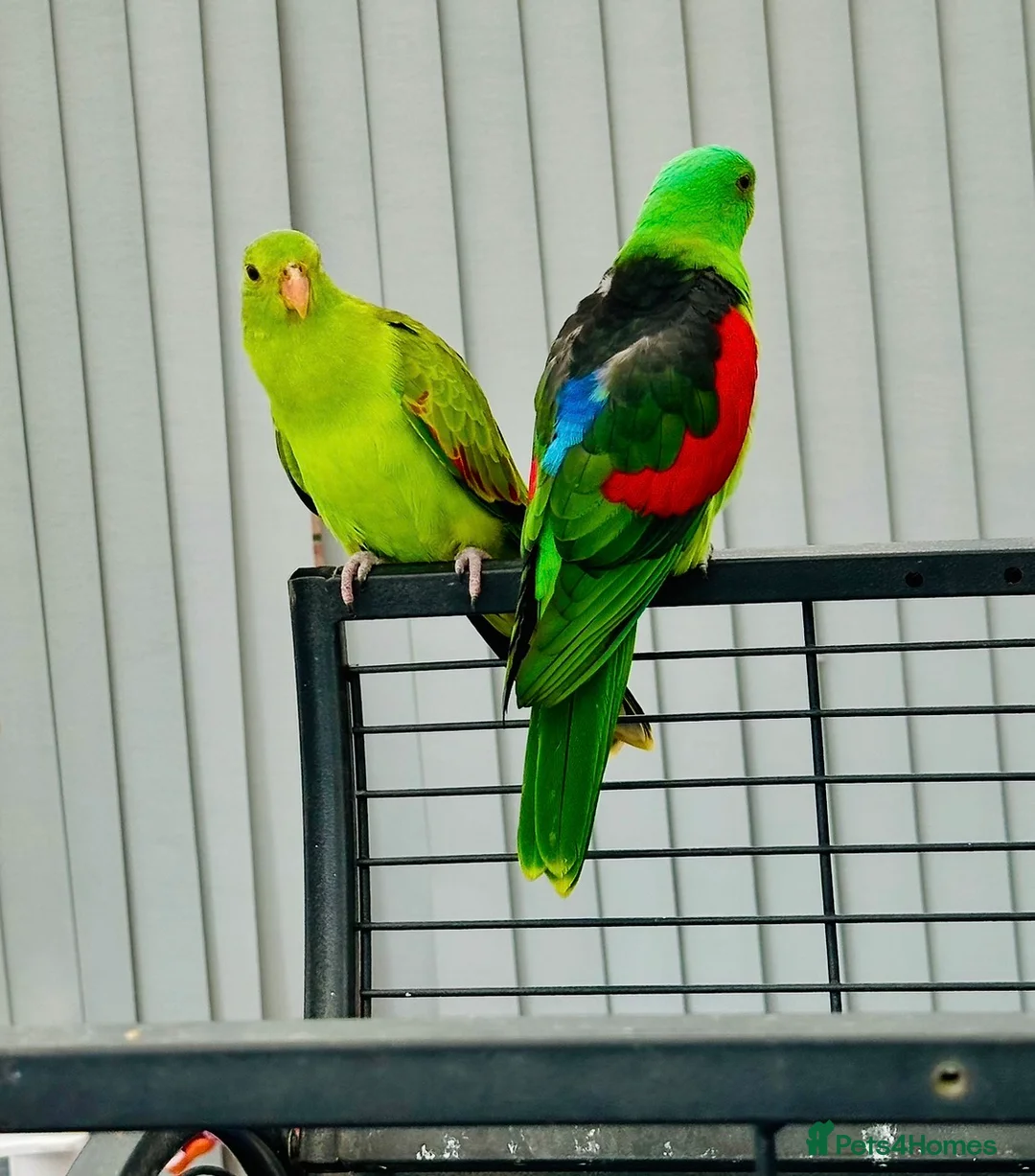 Parrots birds for sale: Colourful Pair of Crimson Wing Parrots - Advert 1