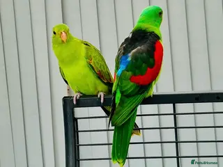 Parrots birds Colourful Pair of Crimson Wing Parrots - Advert 1