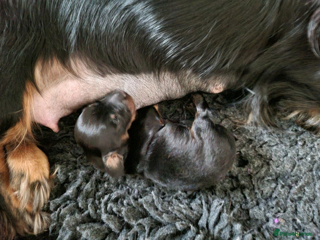 Miniature Dachshund dogs for sale: KC Reg. PRA Clear Long Haired Mini Dachshunds  - Advert 8