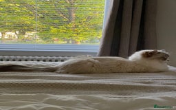 Ragdoll cats for sale: 🌸2x Extensively health tested Retiring Queens🌸 - Image 3