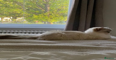 Ragdoll cats - Advert 4