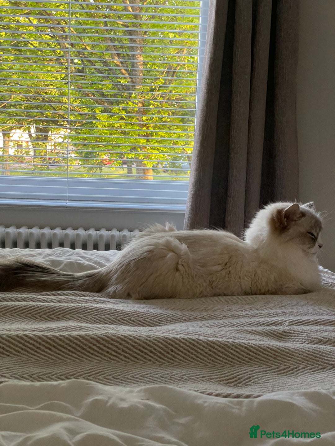 Ragdoll cats for sale: 🌸2x Extensively health tested Retiring Queens🌸 - Image 3