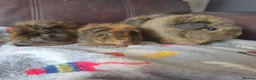 Guinea Pig rodents for sale: Baby guinea pigs, 1 girl, 1 boy - Advert 17
