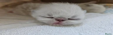 Persian 2