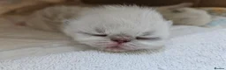 Persian cats for sale: Stunning Top Quality Persian Kittens  - Advert 4
