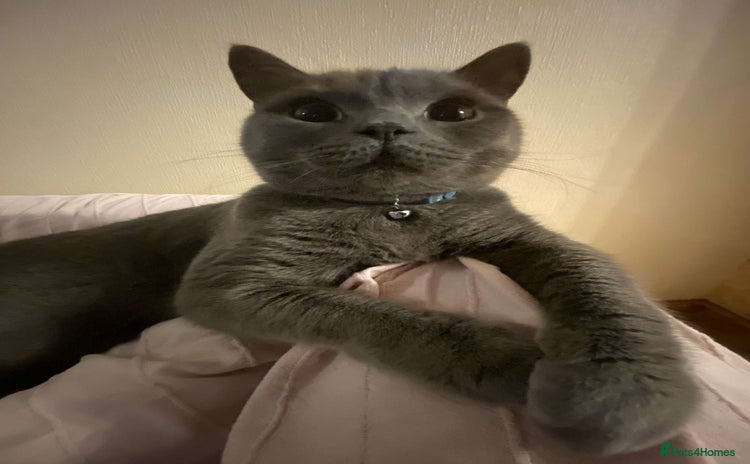 British Shorthair cats - Advert 3