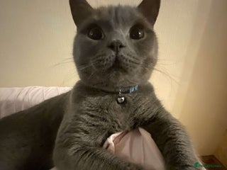 British Shorthair cats - Advert 38