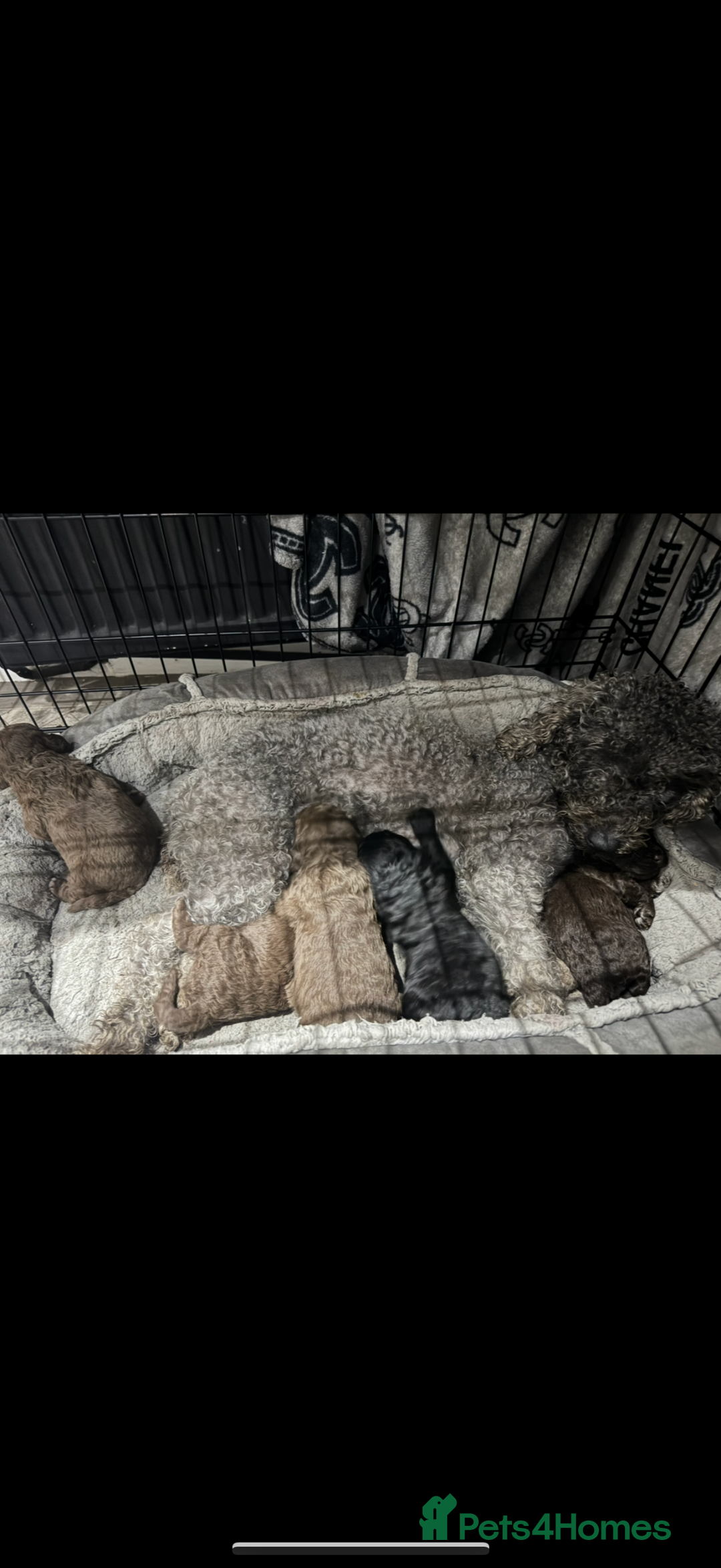 Bedlington Terrier dogs for sale: KC Registered Bedlington Terrier Pups  - Advert 9