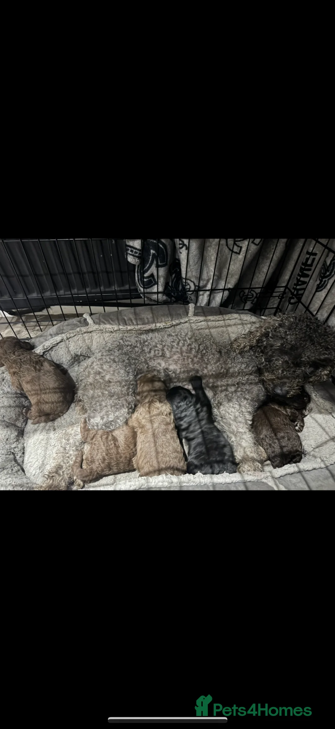 Bedlington Terrier dogs for sale: KC Registered Bedlington Terrier Pups  - Advert 9