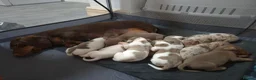 Miniature Dachshund dogs for sale: Amazing Miniature Dachshund puppies  - Advert 3