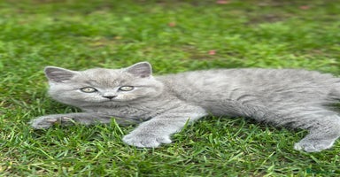 British Shorthair cats - Advert 12