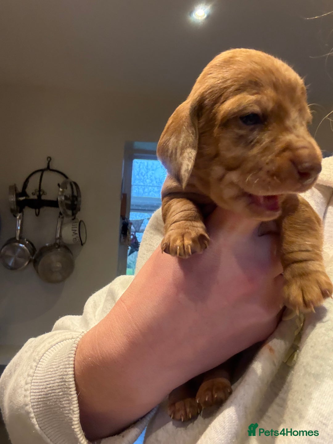 Miniature Dachshund dogs for sale: Smooth Miniature Daschund puppies  - Advert 21