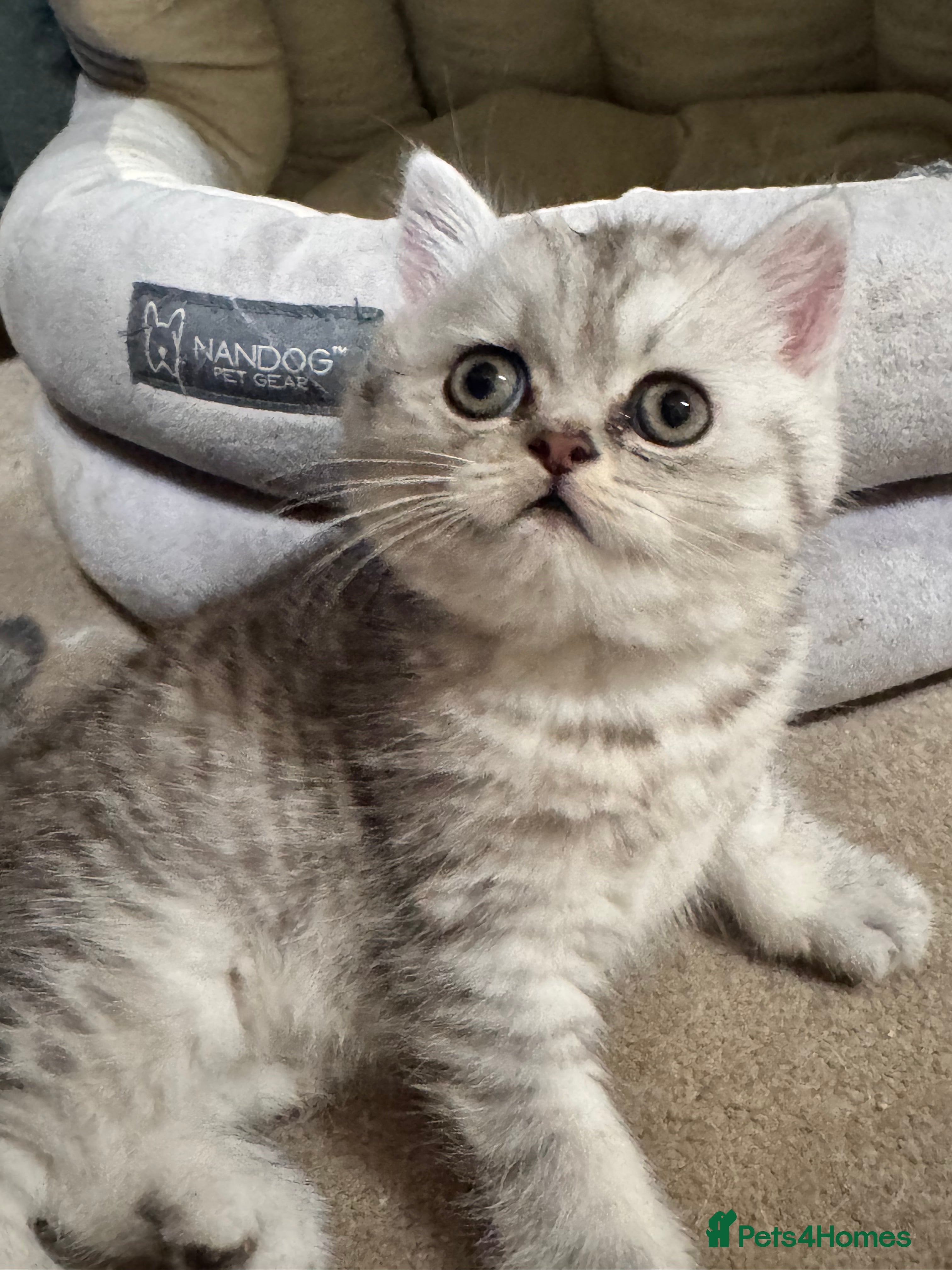 Persian cats Gorgeous pedigree chinchilla kitten  - Advert 4