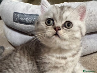 Persian cats Gorgeous pedigree chinchilla kitten - Advert 1