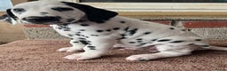 Dalmatian dogs for sale: Stunning Dalmatian puppies KC reg show winners - Advert 26