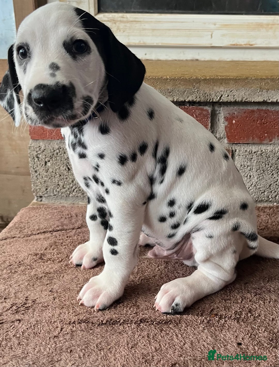 Dalmatian dogs for sale: Stunning Dalmatian puppies KC reg show winners - Advert 26