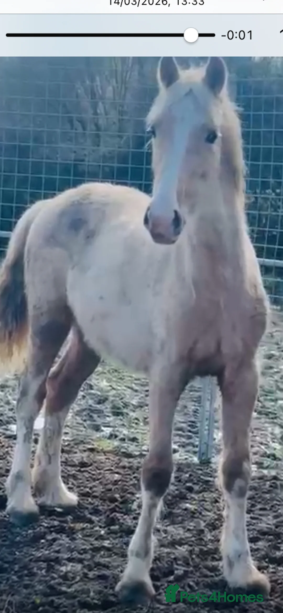 Welsh Section D horses for sale: Welsh sec d colt  in Horley - Advert 1