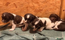 Sprocker dogs for sale: Sprocker Spaniel Puppies  - Image 13
