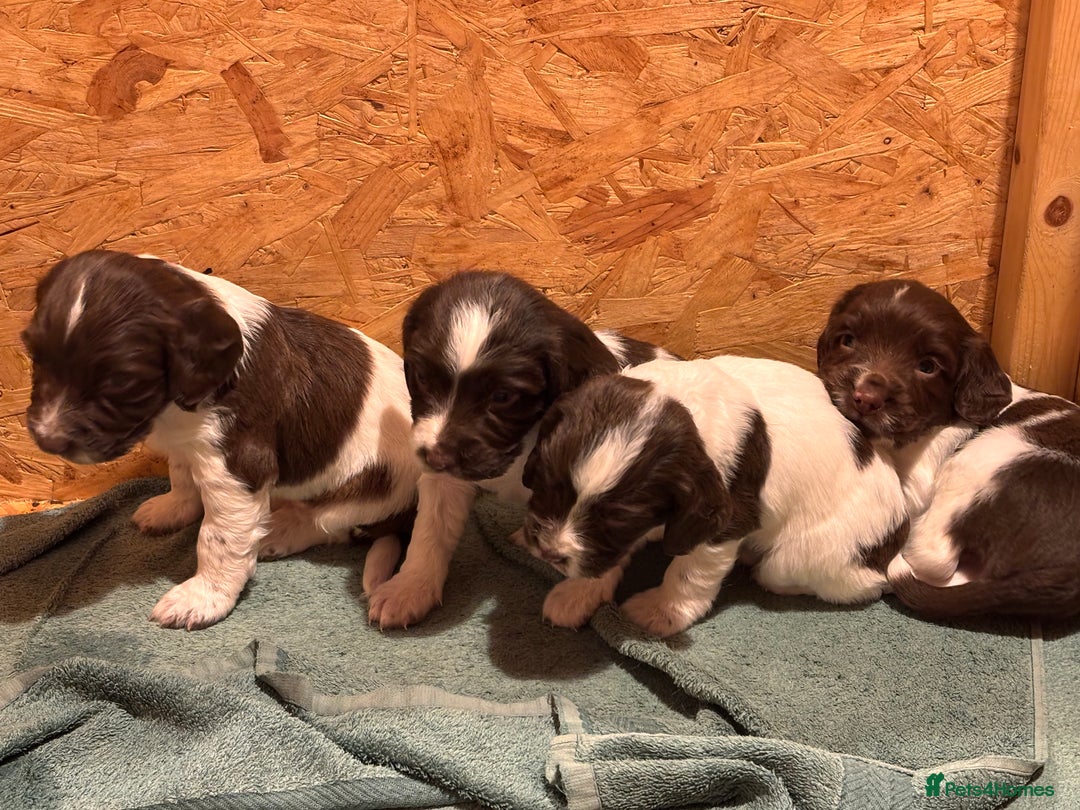 Sprocker dogs for sale: Sprocker Spaniel Puppies  - Image 13
