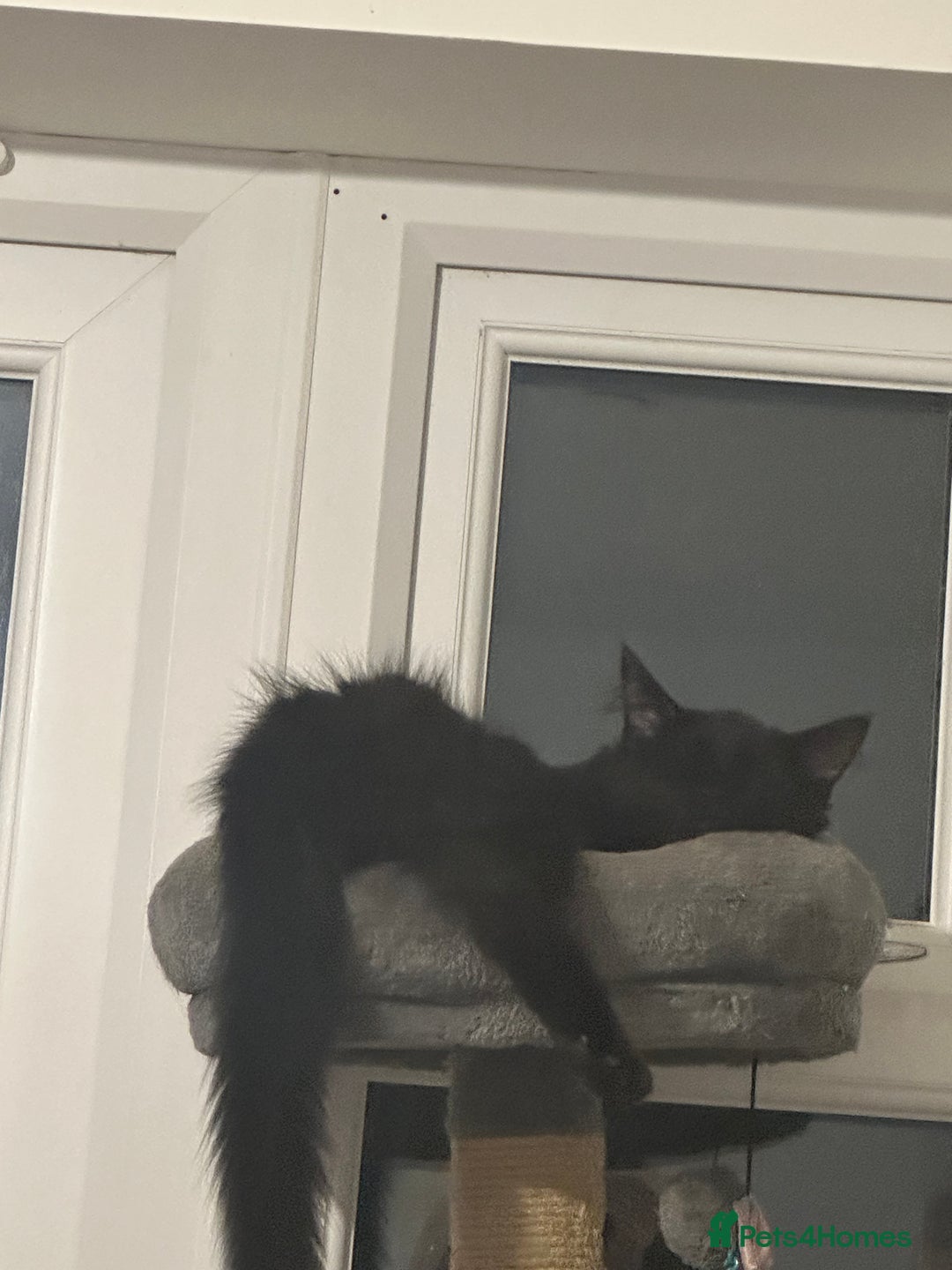 Maine Coon cats for sale: Maine coon for sale  - Advert 6