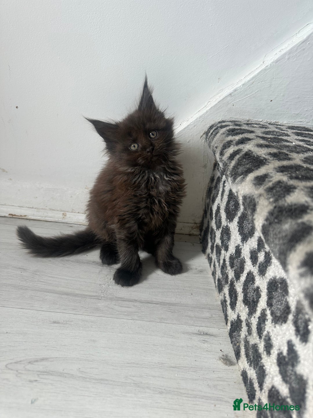 Maine Coon cats for sale: Maincoon kittens  - Image 3