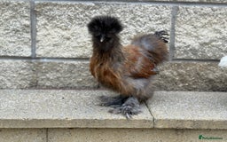 Chickens poultry for sale: Silkie Bantams - Image 7