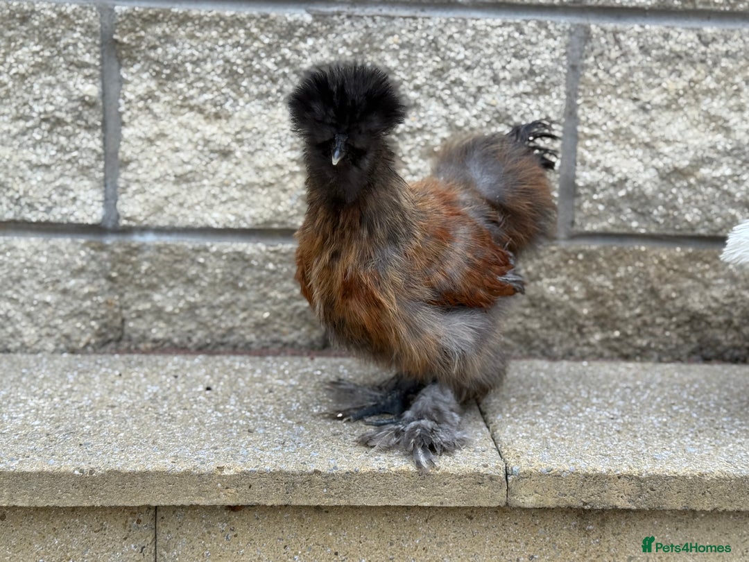 Chickens poultry for sale: Silkie Bantams - Image 7