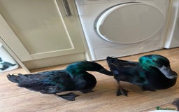 Ducks poultry for sale: Cayuga Ducks 2boys - Image 2