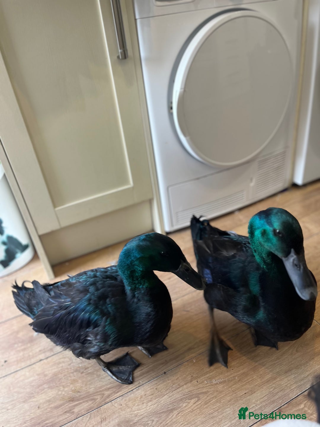 Ducks poultry for sale: Cayuga Ducks 2boys - Image 2