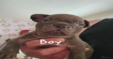 French Bulldog dogs - Advert 15