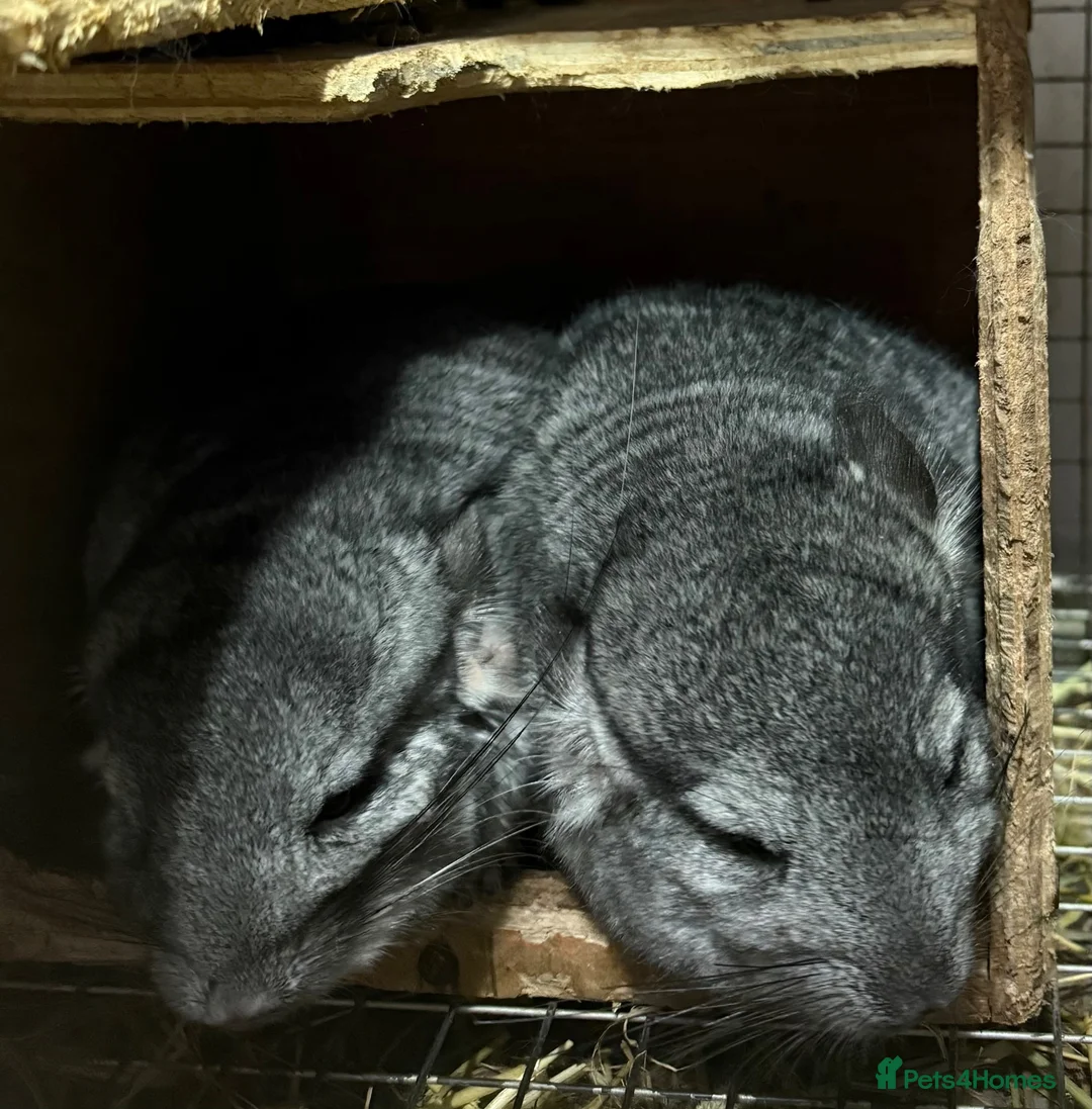 Chinchilla rodents for sale: Chinchilla kits  - Advert 3