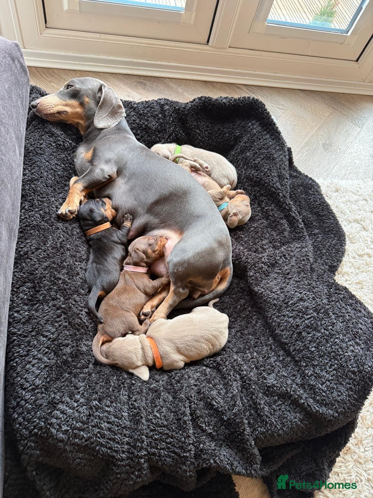 Miniature Dachshund dogs KC Miniature Dachshund short hair 4M 1F - Advert 8