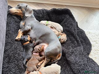 Miniature Dachshund dogs KC Miniature Dachshund short hair 4M 1F - Advert 8
