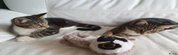 Maine Coon cats for sale: 2 Maine Coon Cross kittens for sale - Advert 15