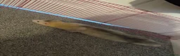 Ferret rodents for sale: 2 Male ferrets  - Advert 4