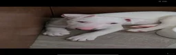 English Bull Terrier dogs for sale: Chunky Bullie boy - Advert 5
