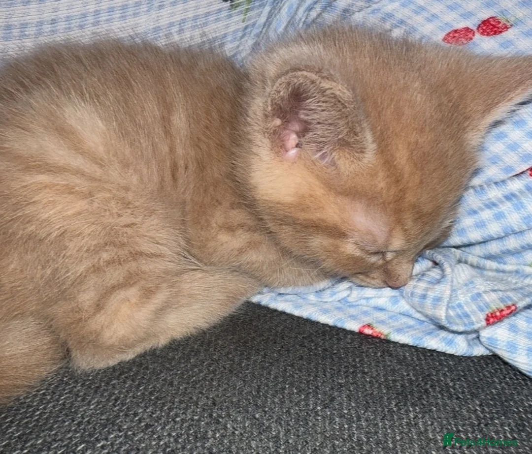 Mixed Breed cats for sale: Beautiful little ginger boy - Advert 3